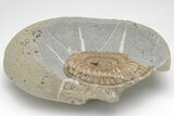 Beautiful, Ammonite (Arnioceras) Fossil - England #206503-2